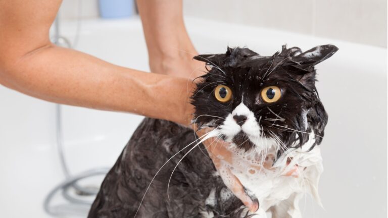 21 Ways You Might Be Bugging Your Pet