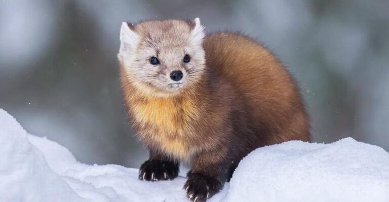 21 Wild Animals That Still Roam Free Across Alberta