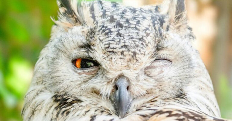 22 Animals That Can Sleep With Their Eyes Open