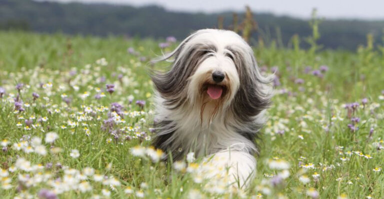 22 Gentle Dog Breeds That Are More Fluff Than Strength