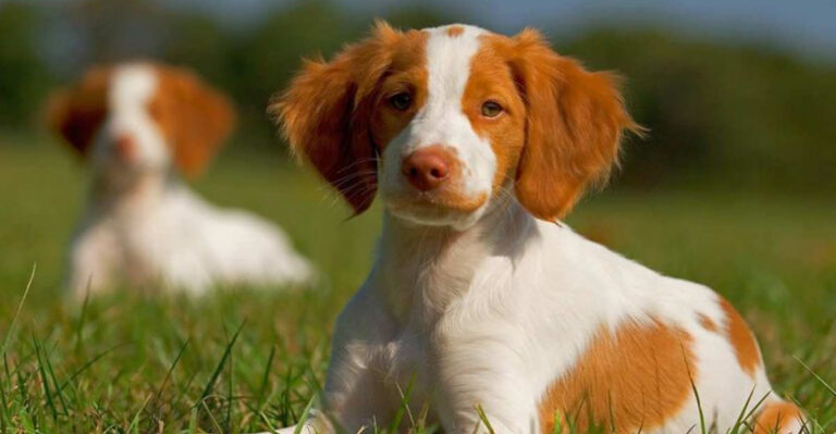 22 Mid-Sized Dog Breeds Everyone Falls In Love With