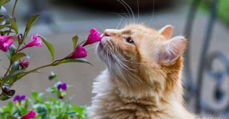 22 Must-Know Facts For Every Cat Owner