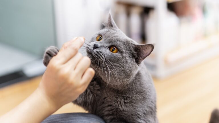 22 Purrfect Ways To Spoil Your Cat