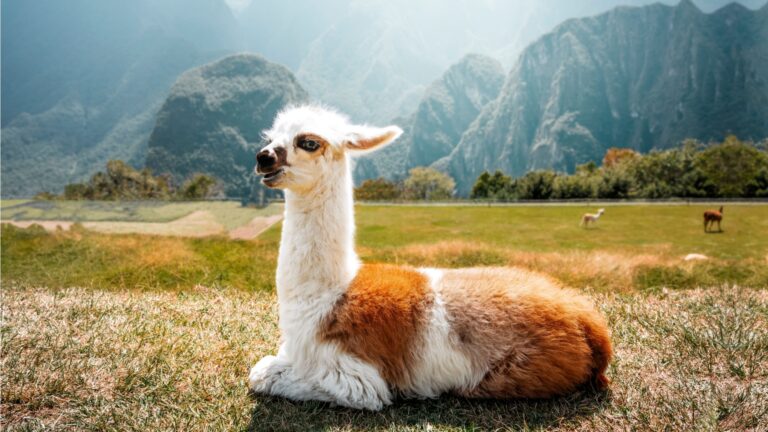 22 Quirky Things You Never Knew About Alpacas