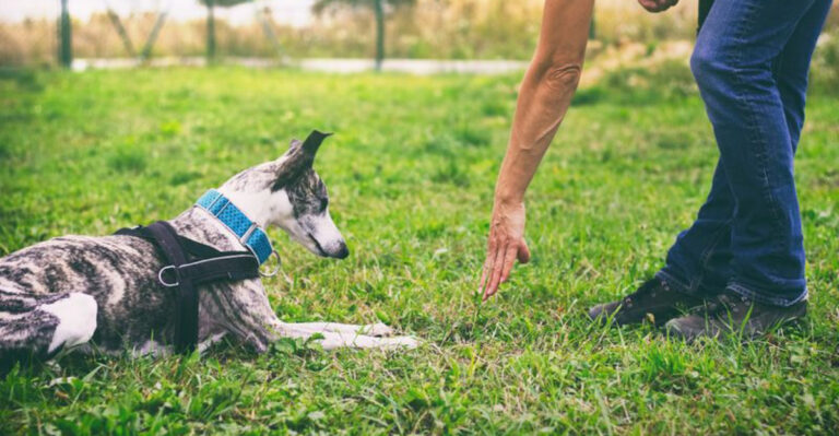22 Things Responsible Dog Owners Always Do