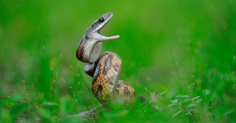 22 Unexpected Facts About Snakes Found In Texas Yards