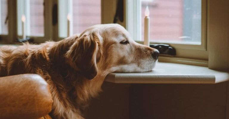 22 Ways You’re Triggering Your Dog’s Anxiety