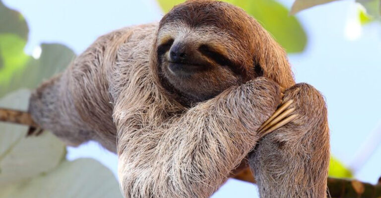 22 Wild Animals That Are Surprisingly Friendly