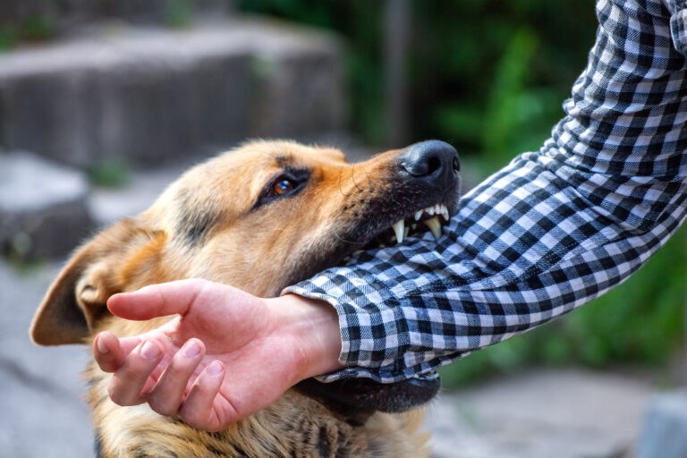 23 Dog Breeds Known For Their Incredible Bite Force