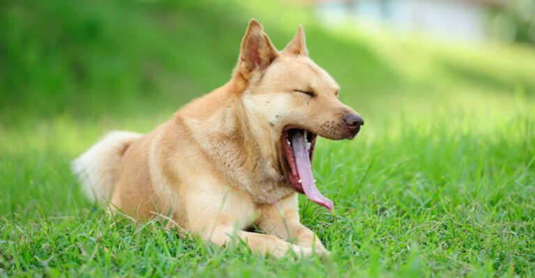 23 Things Your Dog Is Telling You Without A Sound