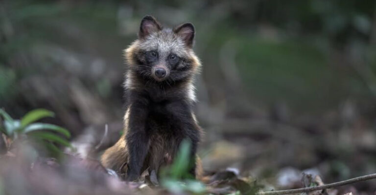 23 Wild Animals That Are Total Sweethearts