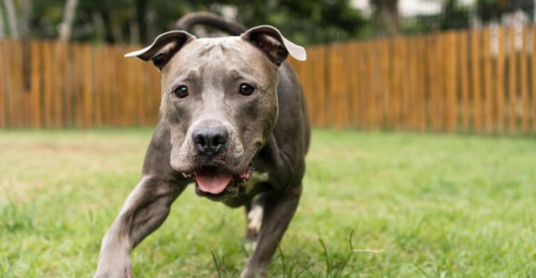 23 Fearsome-Looking Dog Breeds That Are Actually Friendly