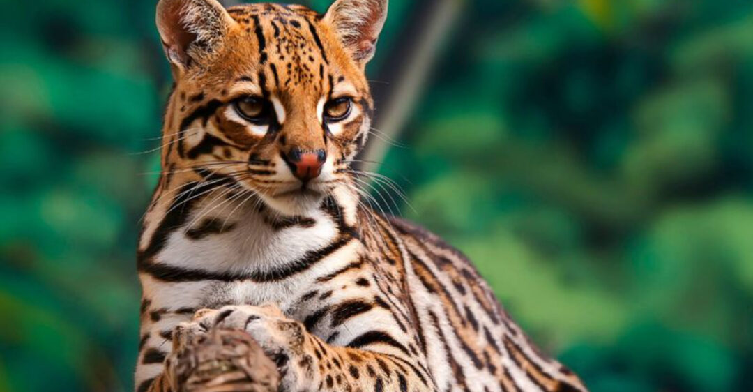 North America Pollinator Extinction Risk Study 24 North American Animals At Risk Of Extinction