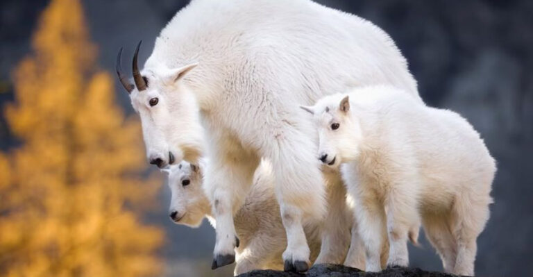 26 Must-See Animals In Yellowstone