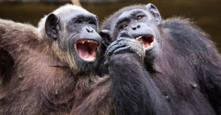 28 Coolest Chimpanzee Facts
