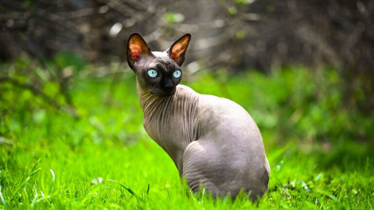 32 Cat Breeds That Thrive Outdoors
