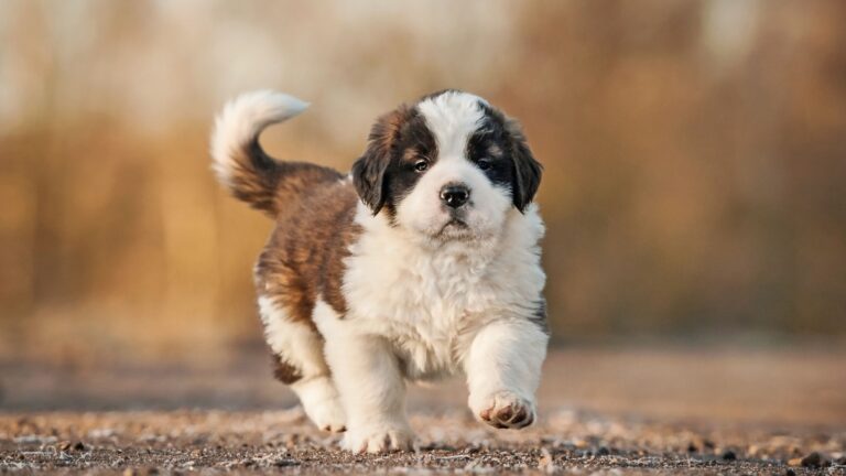 32 Irresistibly Fluffy Puppy Breeds That’ll Steal Your Heart