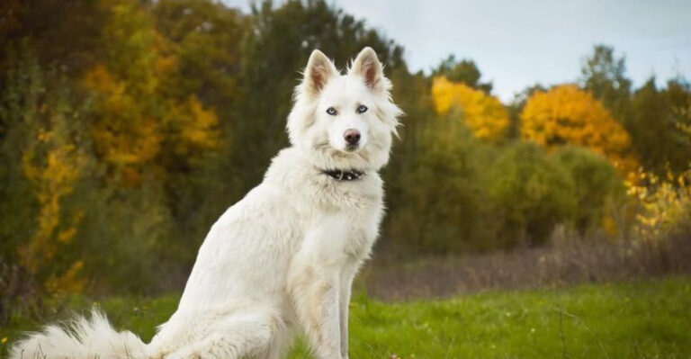 35 Exciting Dog Breeds That Just Got AKC Recognition