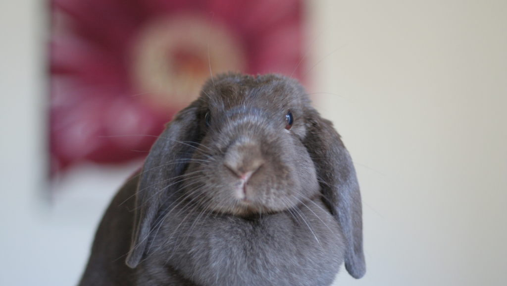 English Lop