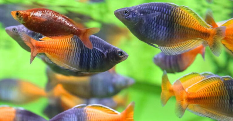 6 Aquarium Fish That Aren’t Very Friendly (And 6 That Thrive on Company)
