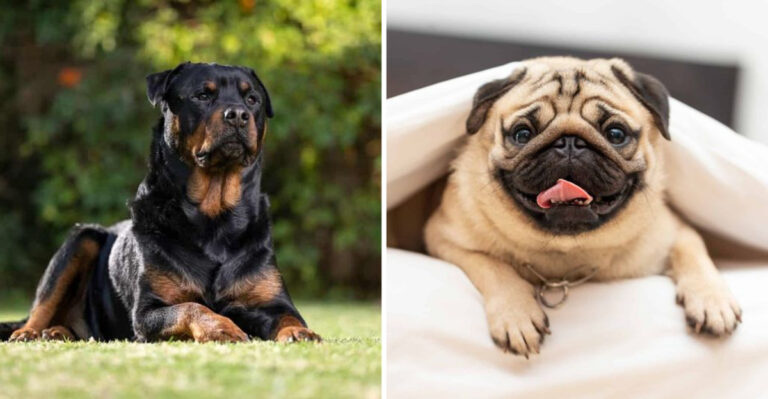 6 Dogs That Will Terrify An Intruder And 6 That Will Want To Cuddle