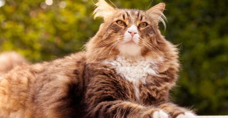 7 Affectionate Cats That Love People And 8 That Play Hard To Get
