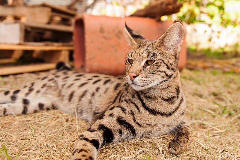 Savannah Cat