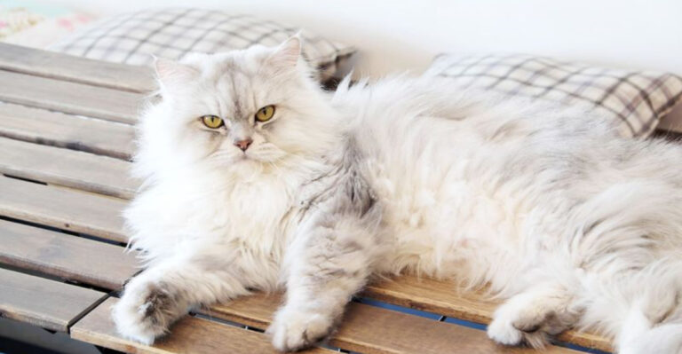 7 Aggressive Cats To Avoid & 8 Calm Cats You Can Trust