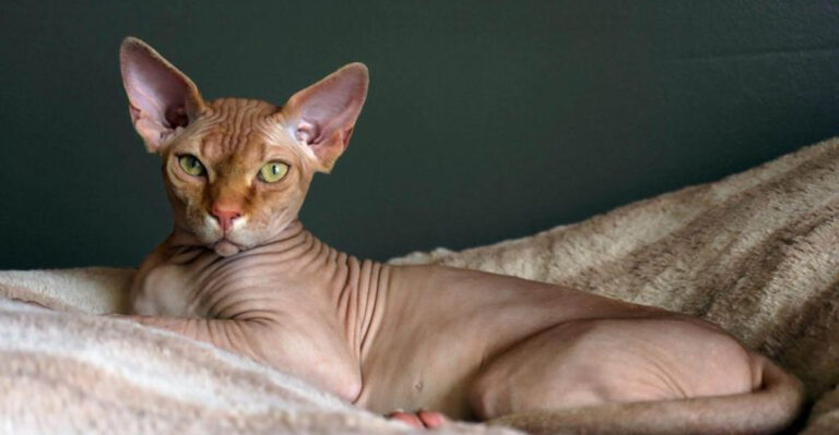 7 Cats With Sensitive Souls And 7 That Are Built Tough