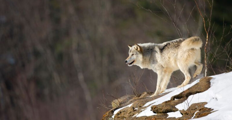 7 Gigantic Wolves In The U.S. – Have You Encountered Any?
