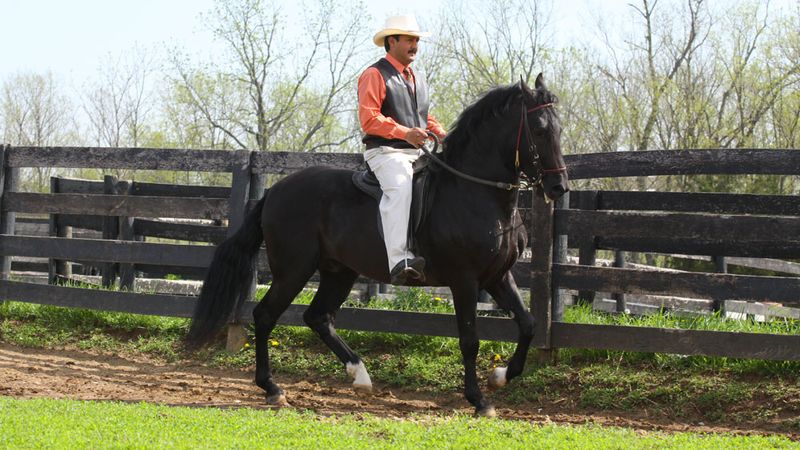 Paso Fino