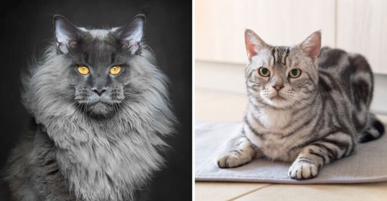7 Priciest And 7 Cheapest Cat Breeds You Should Know About