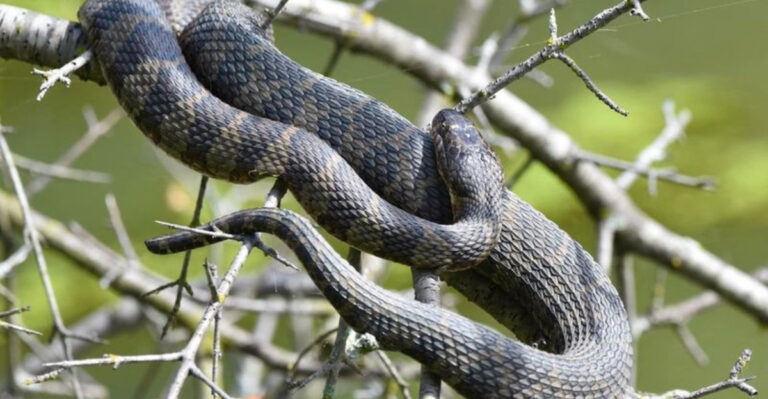 7 Snakes To Look Out For In New York’s Wilderness