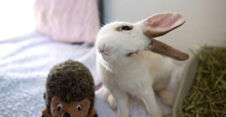 7 Things That Terrify Pet Rabbits And 7 Tricks To Instantly Calm Them