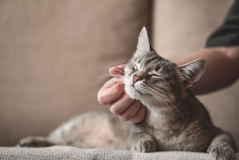 Stress Relief With Purring