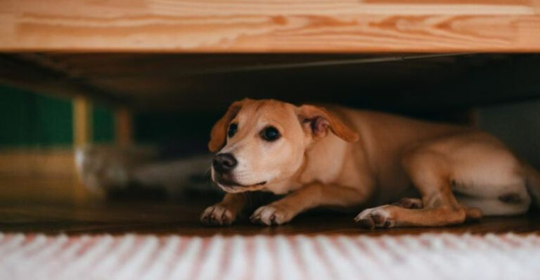 7 Ways You Might Be Hurting Your Dog's Confidence (And 10 Ways to Build It Back Up)