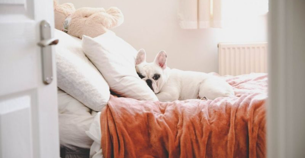 8 Advantages And 8 Disadvantages Of Letting Your Dog Sleep In Bed With You