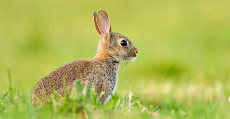 8 Animals That Live Longer Than Humans Ever Could (And 8 That Burn Out Fast)
