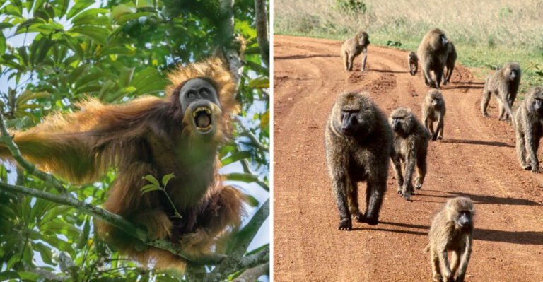 8 Animals That Prefer Solitude And 8 That Thrive In Groups