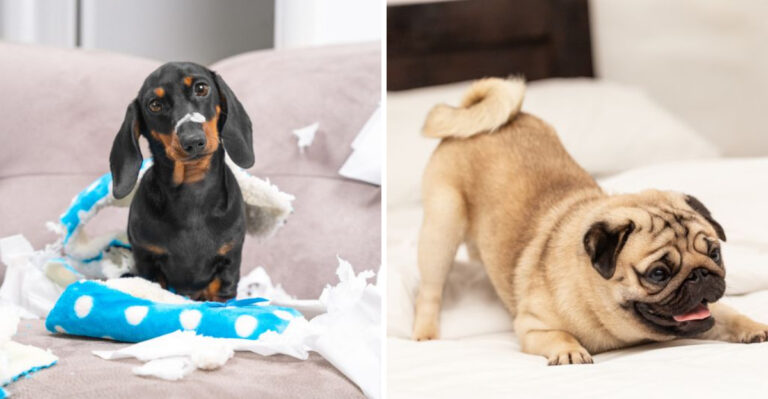 8 Dog Breeds Known For Their Bad Behavior And 8 With The Best