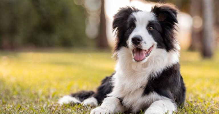 8 Dog Breeds Perfect For Travel (And 8 That Might Ruin Your Trip)