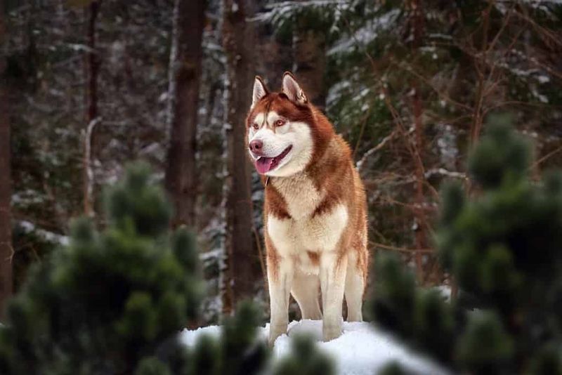 Siberian Husky