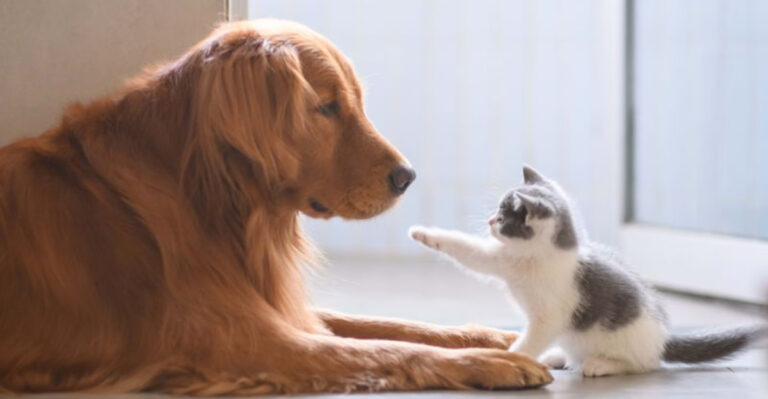 8 Dogs That Can’t Be Trusted Around Cats And 8 That Befriend Them Instantly