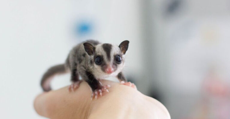 8 Exotic Pets That Are Surprisingly Low Maintenance And 8 That Require Constant Attention