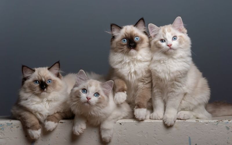 Ragdoll