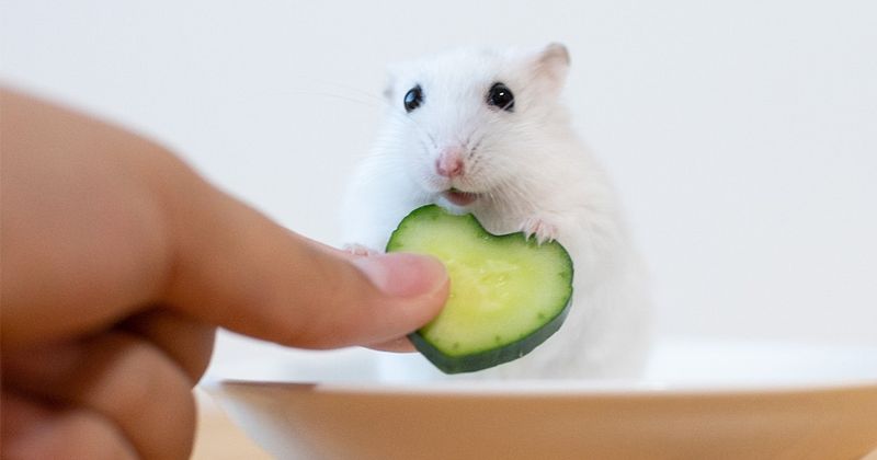Crunchy Cucumber Treats