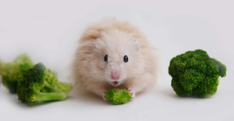 8 Foods Hamsters Love (And 7 That Could Harm Them)