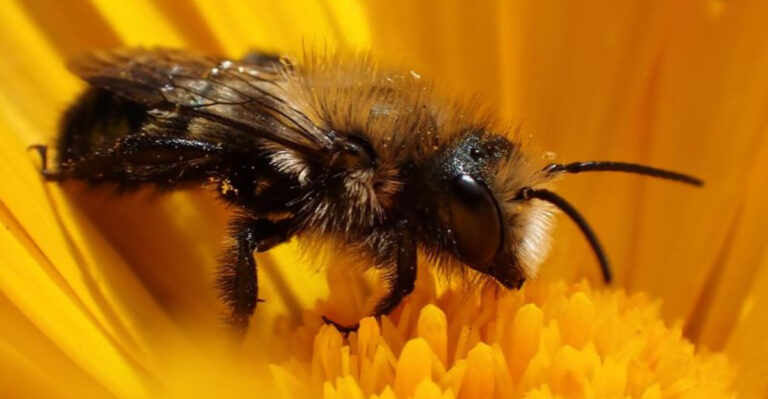 8 Garden Bee Species You Want To See In Your Yard