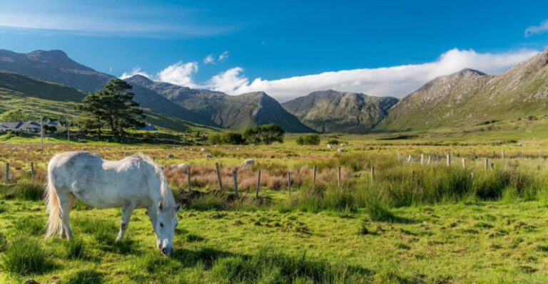 8 Horse Breeds That Do Well In Small Pastures (And 5 That Need More Space Than You Think)