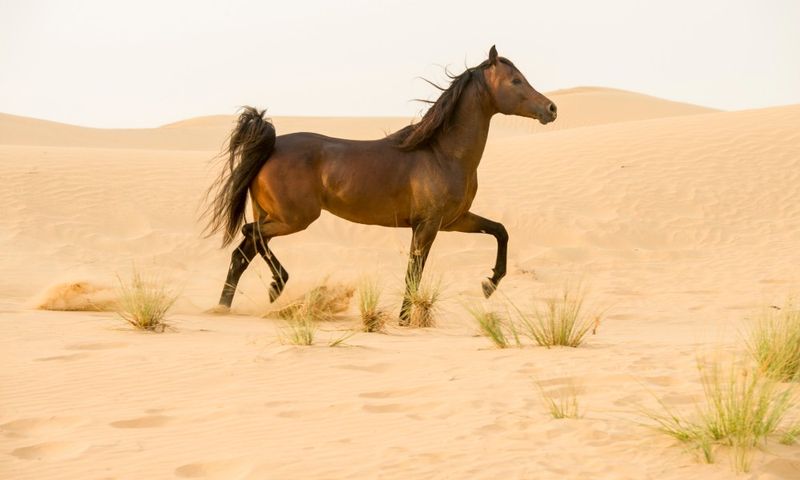 Arabian